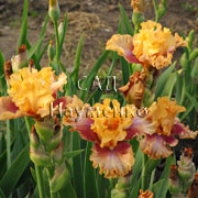 CULTIVAR No5519