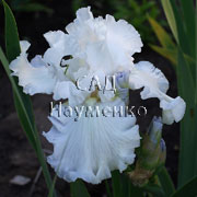 CULTIVAR No5233