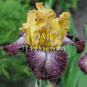 CULTIVAR No5499