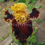 CULTIVAR No5521