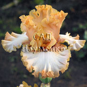CULTIVAR No5533