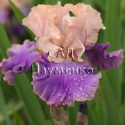 FLORENTINE SILK