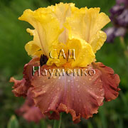 HIGH CHAPARRAL